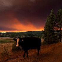 Une vache marche sur une route tandis que la fumée des feux de forêt plane au-dessus de l'autoroute Princeton-Kamloops, entre Princeton et Merritt.