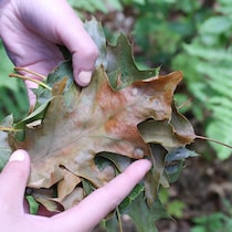 Une feuille verte devenue jaune présente des signes d’infection au flétrissement du chêne.