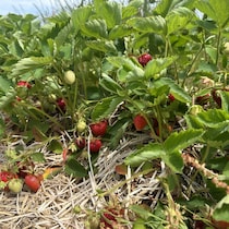 Des plants de fraises cultivées.