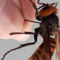 Un insecte mort, semblable à une guêpe, est tenu entre deux doigts.