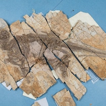 Le squelette bien conservé d'Haolong dongi, surnommé le dragon épineux, conservé au Musée géologique de l'Anhui.