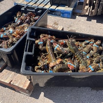 Des caisses de homards sont déposées sur le sol du port de Lennox Island.