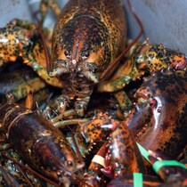 Gros plan sur des homards vivant empilés les uns sur les autres. 