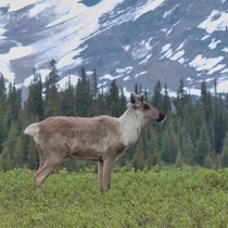 Un caribou devant une montagne enneigée de la Colombie-Britannique.