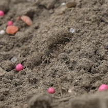 Des petites billes d'engrais colorées sur le terre dans un champ.