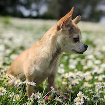 Un petit chien chihuahua beige assis de profil au milieu d'un champ d'herbe verte et de petites marguerites blanches. 