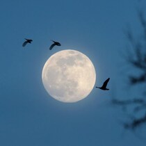 Une pleine lune brille dans le ciel. Des bernaches volent autour.