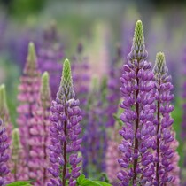 Des lupins en fleurs.