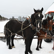 Deux chevaux tirent une traineau.