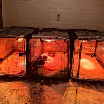 Trois cages sont disposées devant la porte d'un garage. À l'intérieur, il y a de la nourriture, de l'eau, une couverture isotherme et une lumière chauffante.