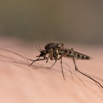 Un moustique sur la peau d'un humain.