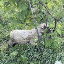 Un mouton mangeant de l'herbe.