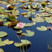 Un nénuphar, septembre 2010.
