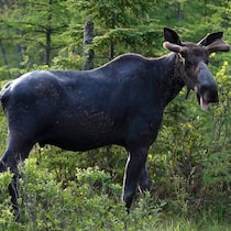 Un orignal dans la forêt.