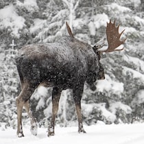 Un orignal marche dans la neige.