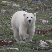Un ours polaire en été.