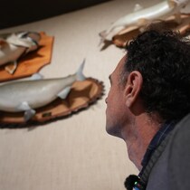 Un homme regarde des poissons empaillés exposés dans une exposition muséale.