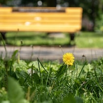 Un pissenlit dans un parc avec un insecte volant à proximité