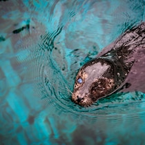 Un phoque aveugle, à l'Aquarium de Vancouver, le 17 février 2023.