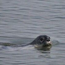Un phoque nage dans l'eau.