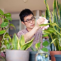 Un homme s'occupe de ses plantes d'intérieur.