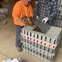 Un homme sort une poule d'une cage en plastique. Son comparse tient le couvercle. 
