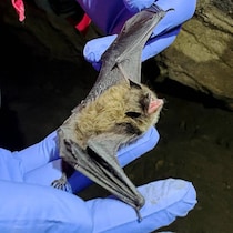 Une personne tient une chauve-souris dans une main pour prélever des échantillons, en Alberta, en avril 2025.