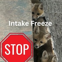 Une affiche montrant des animaux et affichant en anglais le message « Intake Freeze, Stop »