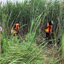Trois personnes dans un marais font du nettoyage.