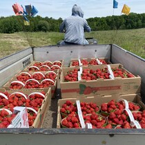 Des paniers remplis de fraises.