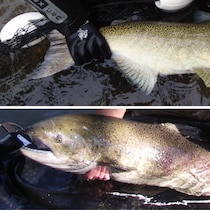 Deux saumons quinnats dans la rivière Okanagan.