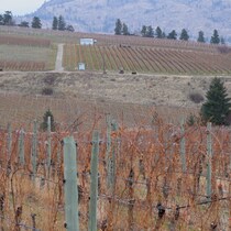 Un vignoble frappé par la sécheresse, dans la vallée de l'Okanagan, en Colombie-Britannique.