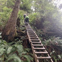 Deux personnes montent sur une échelle en bois au milieu de la forêt. 