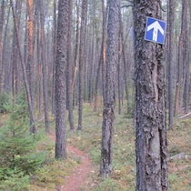 Une partie du sentier en forêt.