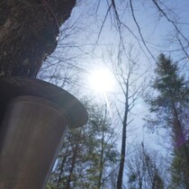 Un seau est accroché à un arbre dans une érablière avec un soleil resplendissant,