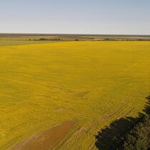 Vue aérienne d'une terre agricole à Le Pas, au Manitoba.