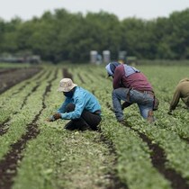Des travailleurs étrangers dans un champ agricole.