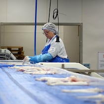 Une travailleuse place des filets de morues du Nord sur un tapis roulant.