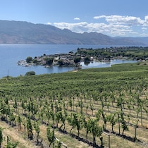 Un vignoble dans la vallée de l'Okanagan, en Colombie-Brtannique.