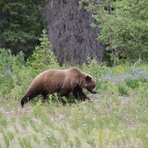 Un grizzly marche dans la forêt.