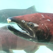 Gros plan de la tête d'un saumon dans un bassin d'observation.