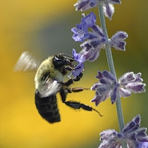 Une abeille en train de butiner.