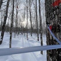 Une érablière dans laquelle des érables sont entaillés et reliés par des tubulures.