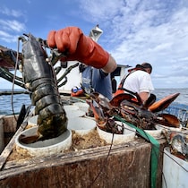 Un pêcheur nous montre un homard.