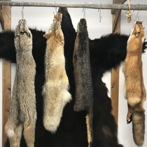 Peaux d'un lynx, d'un coyote, d'une loutre et d'un renard suspendues avec en arrière-plan une peau d'ours noir.