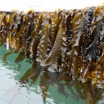 Culture de l’algue Saccharina latissima