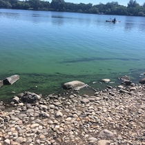 Des algues bleu-vert dans un lac