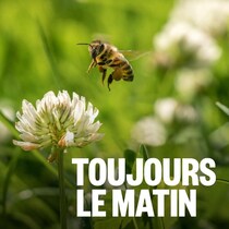 Gros plan d'une abeille qui s'apprête à se poser sur une fleur.