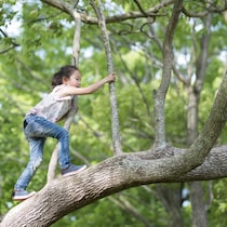 Une fillette grimpe dans un arbre.
