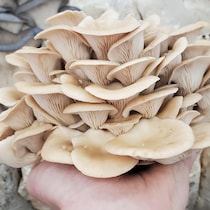 Un bouquet de pleurote.
